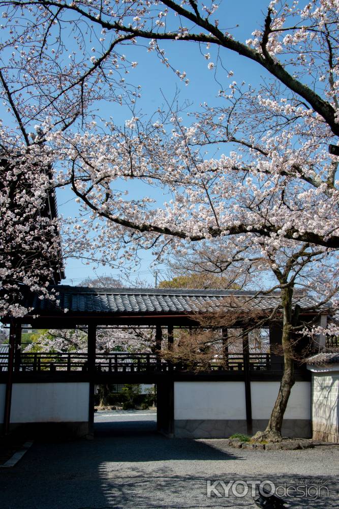 妙顕寺　3月23日の桜5