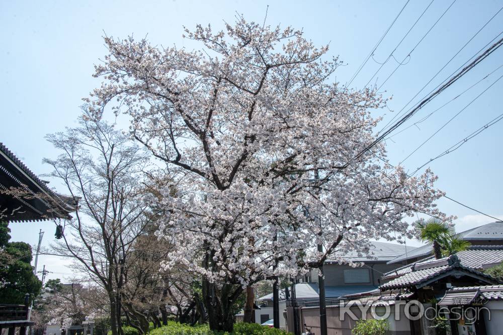 妙顕寺　3月23日の桜7
