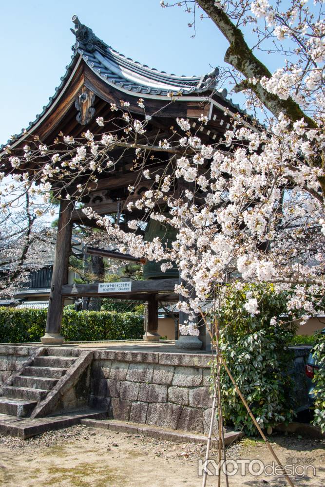 妙顕寺　3月23日の桜8