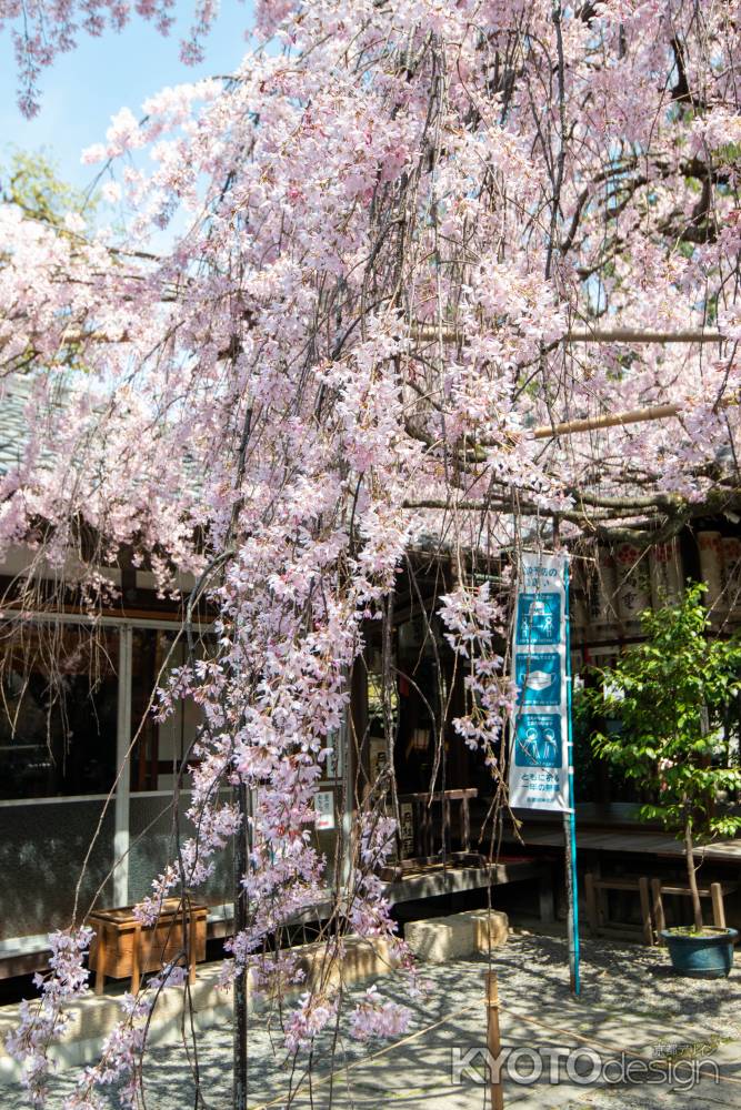 水火天満宮　3月27日の桜1