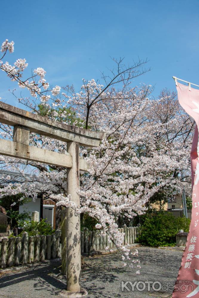 本法寺　3月27日の桜4