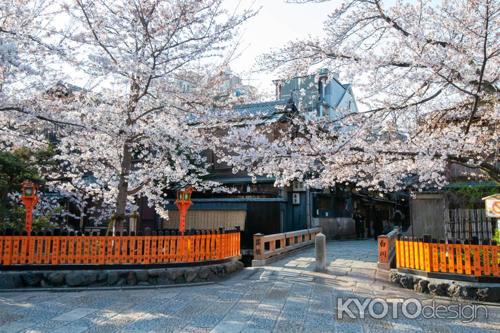 白川巽橋　3月27日の桜2