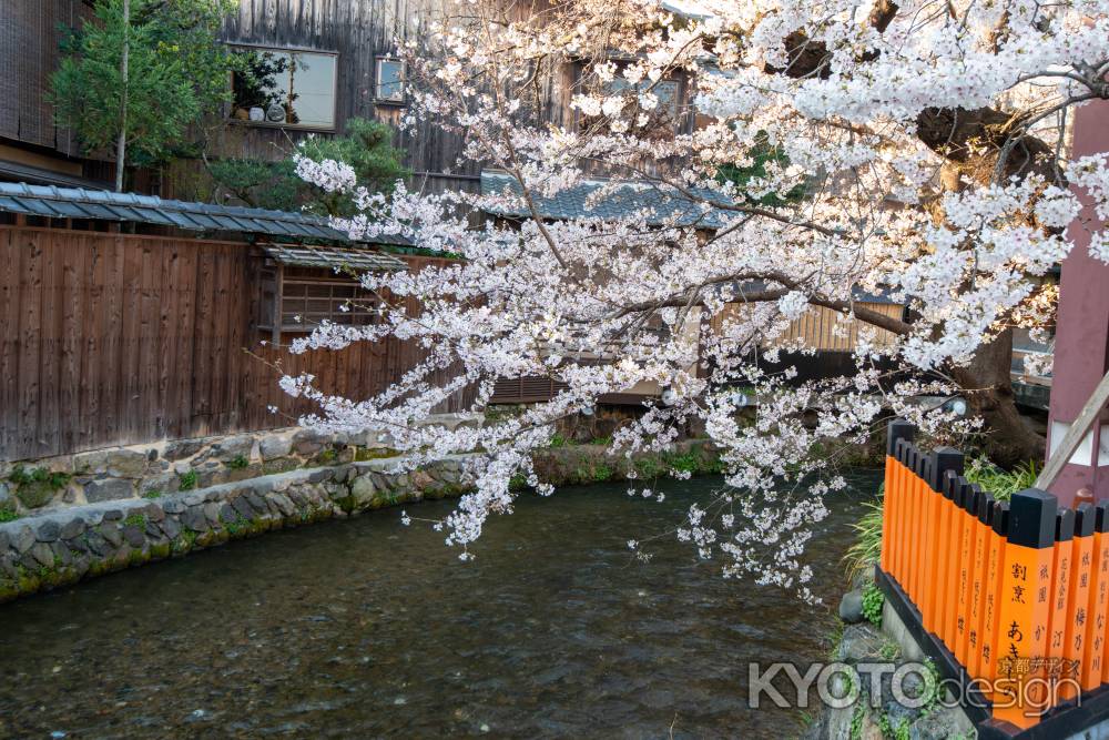 白川巽橋　3月27日の桜4