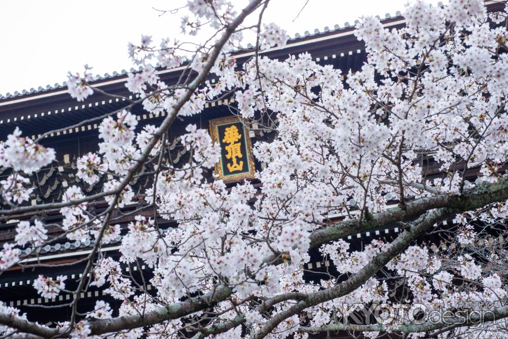 知恩院　3月27日の桜4