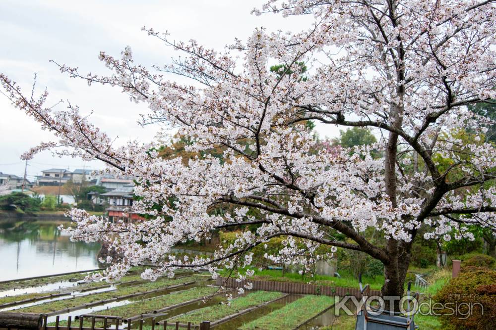 長岡天満宮　3月28日の桜3