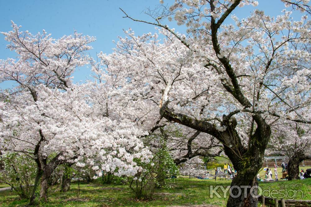 京都府立植物園　あふれる桜