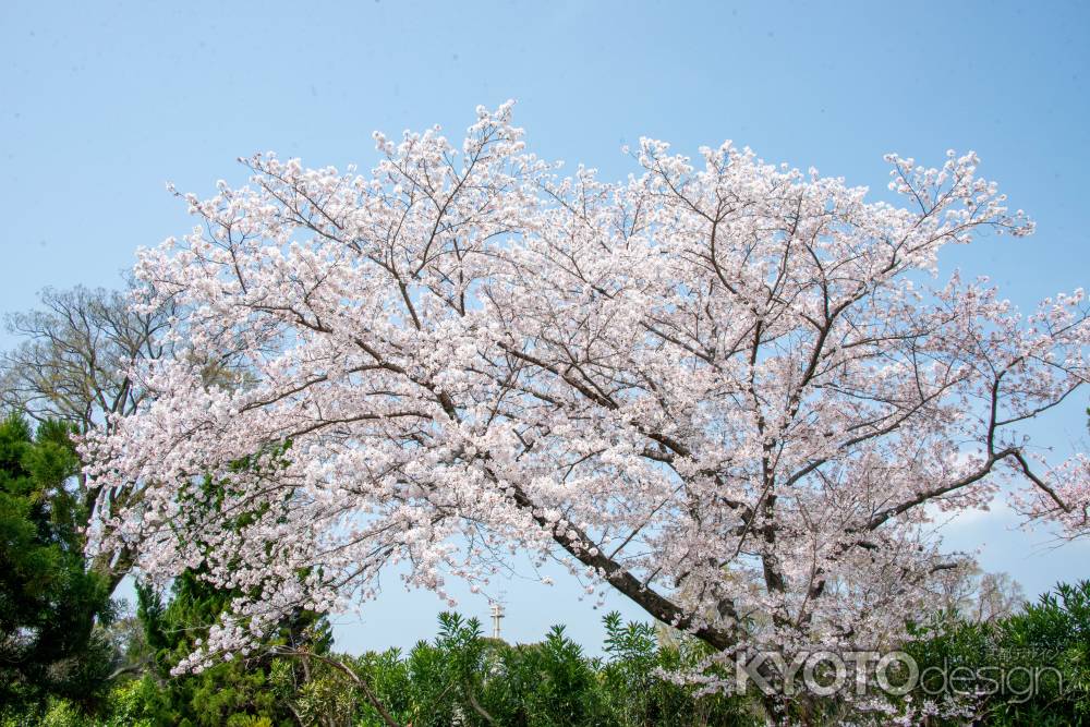 京都府立植物園　青空サクラ