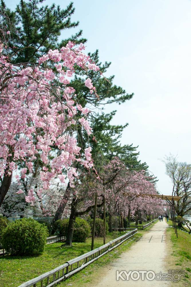 半木の道　3月29日の桜2