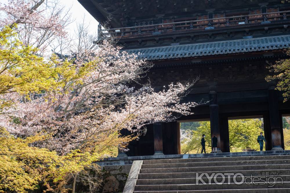 南禅寺　4月1日の桜1