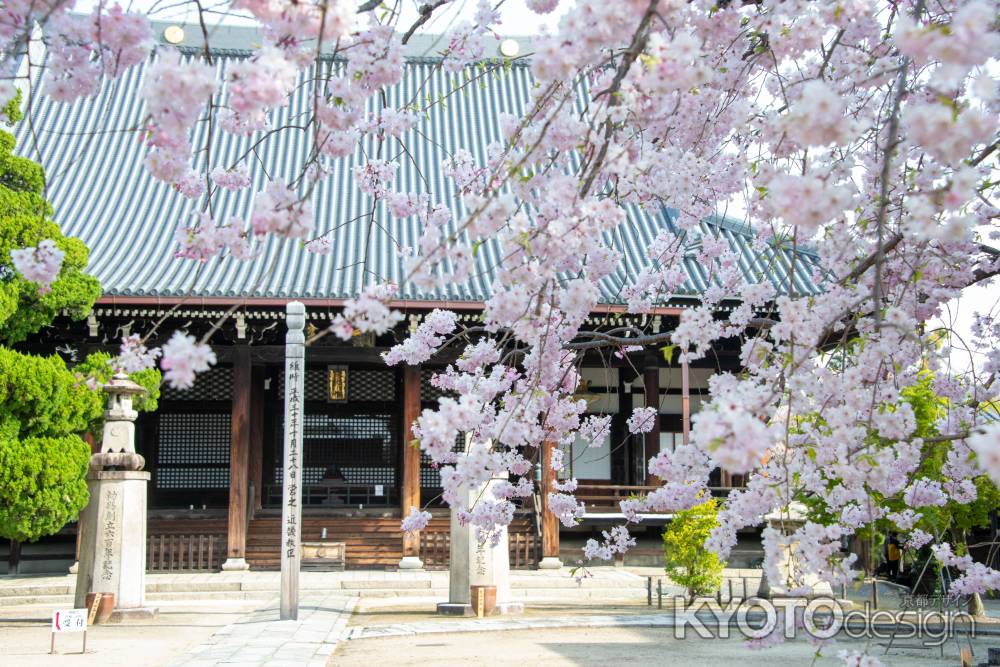 妙顕寺　風になびくしだれ