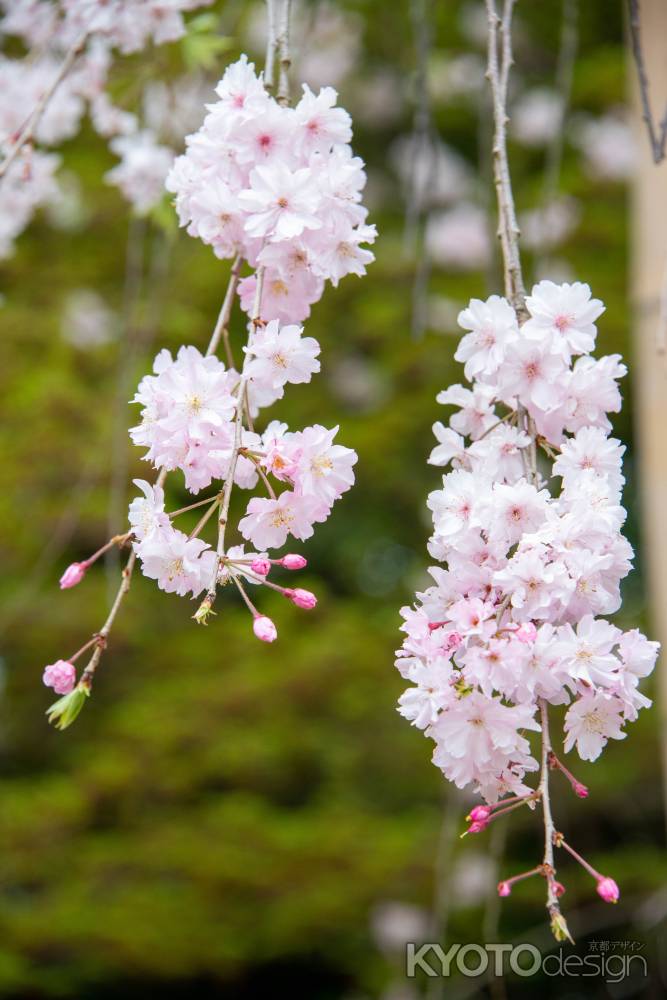 法金剛院　愛らしく咲く