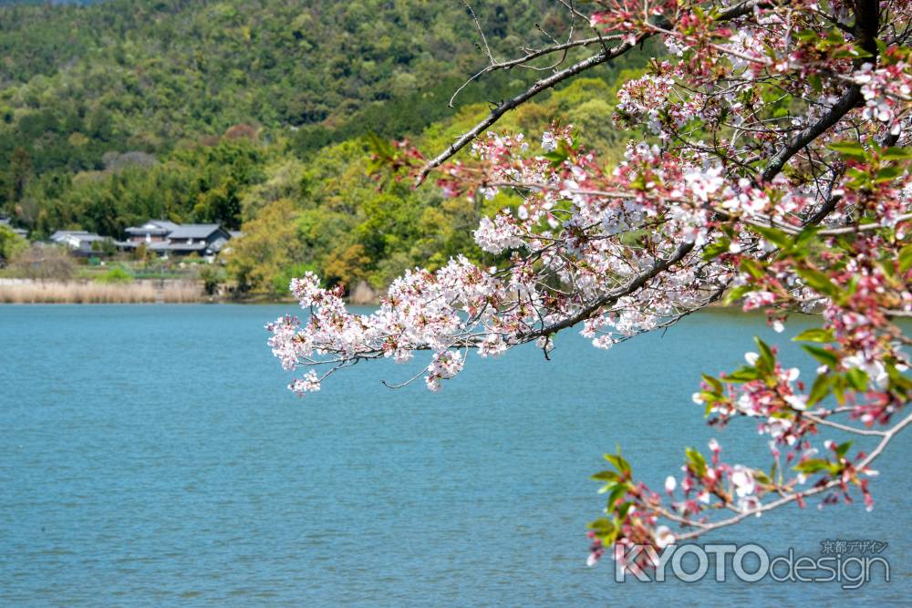広沢池　池畔に桜