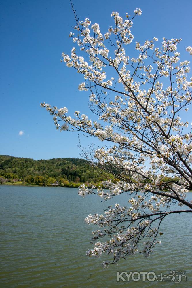 広沢池　池の風にゆれる春