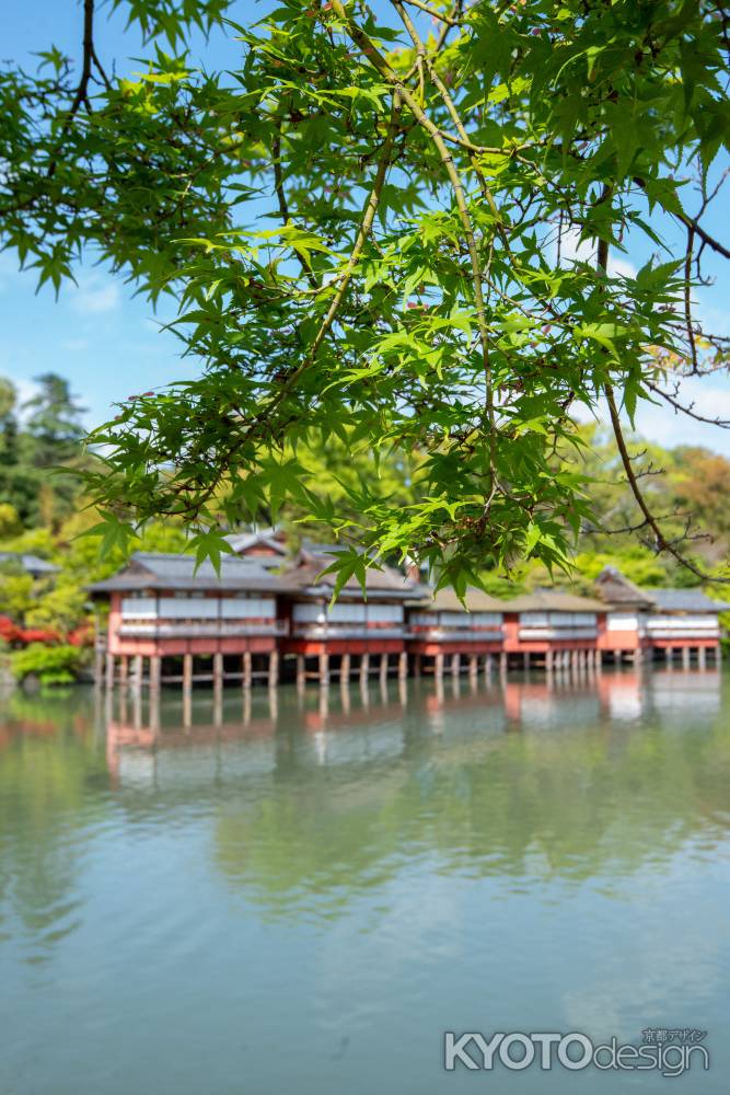 長岡天満宮　錦水亭と青もみじ