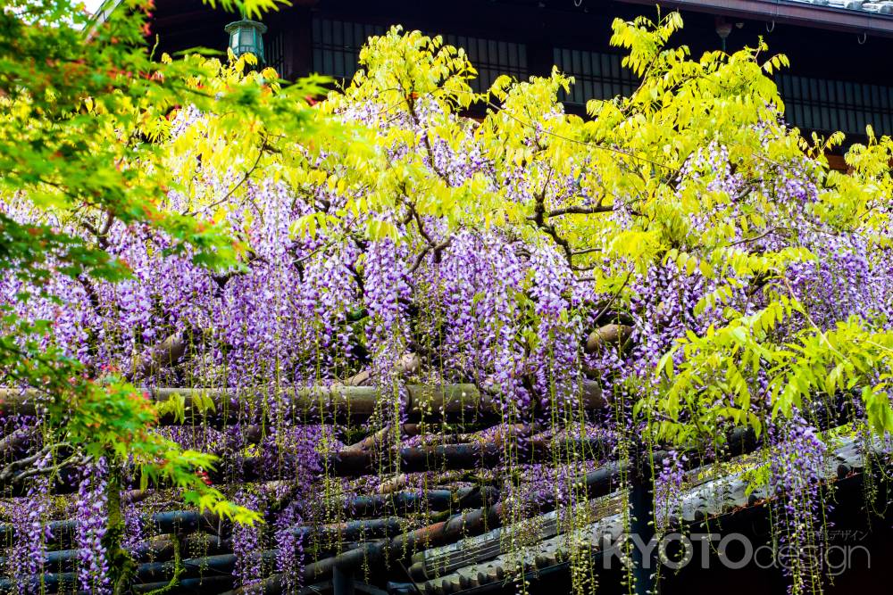 長岡天満宮　涼やかな紫