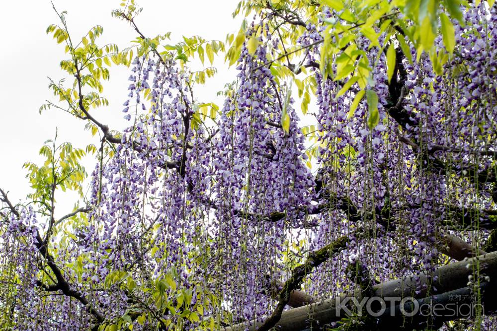 長岡天満宮　鈴々と