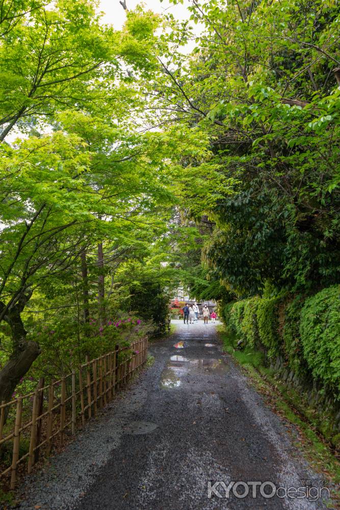 長岡天満宮　雨上がりの緑