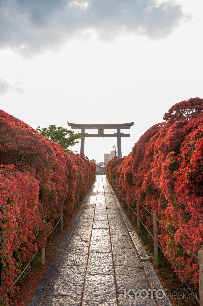 長岡天満宮　早朝の鳥居