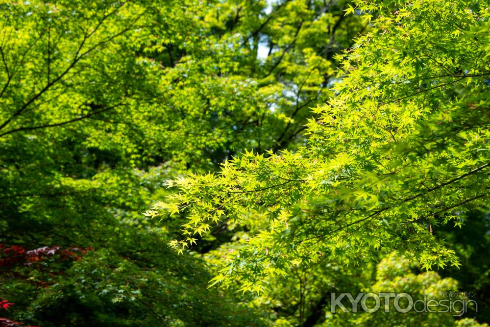 長岡天満宮　フルグリーン