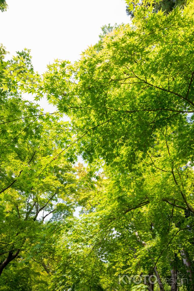 光明寺　一面緑