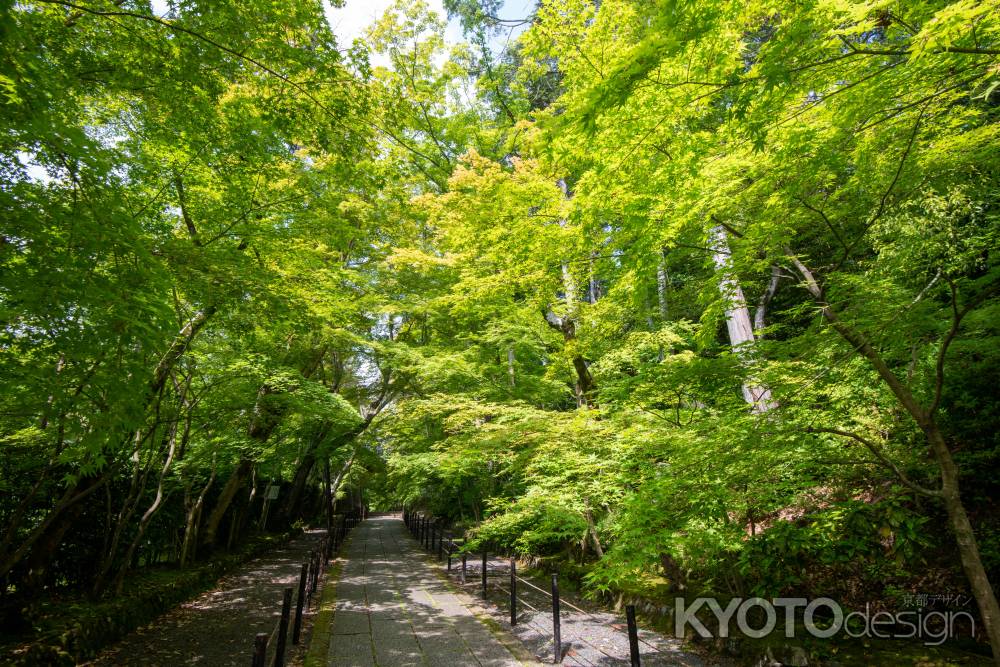 光明寺　青もみじ参道