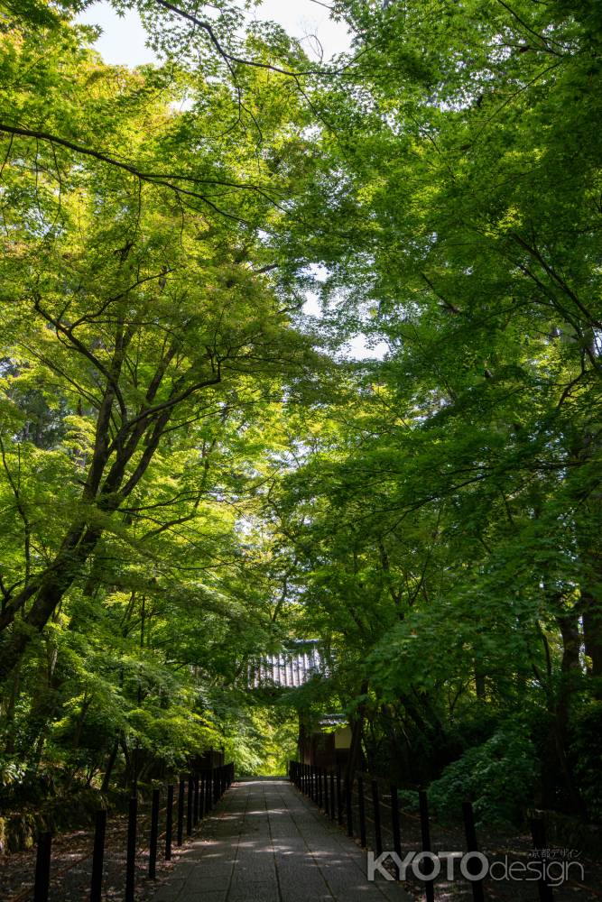 光明寺　青もみじ道