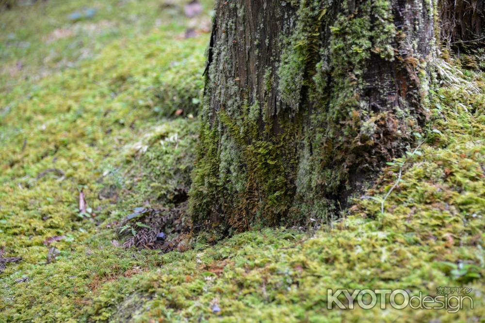 寂光院　苔むす庭