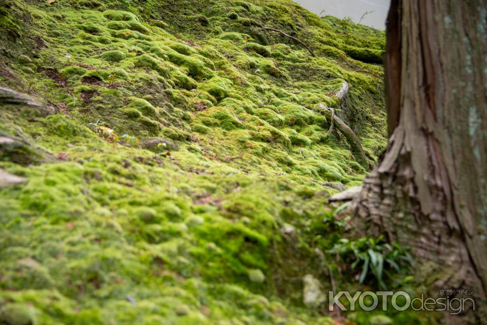 東福寺　苔むす緑