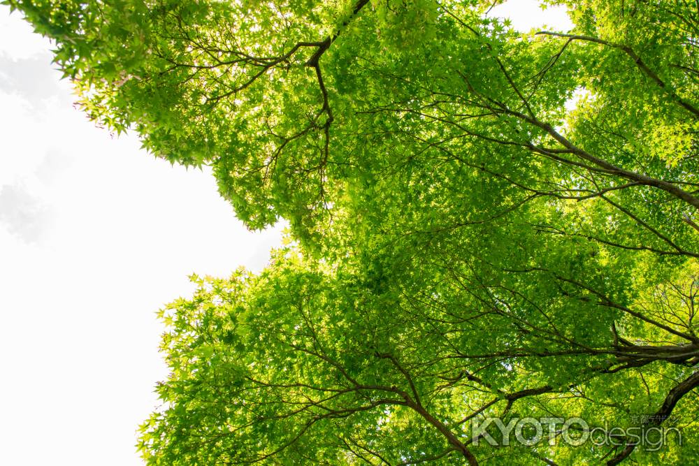 東福寺　緑空