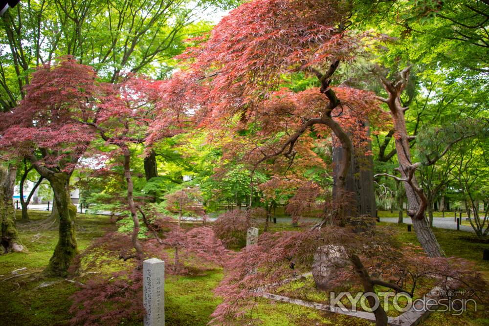 東福寺　もう赤く？