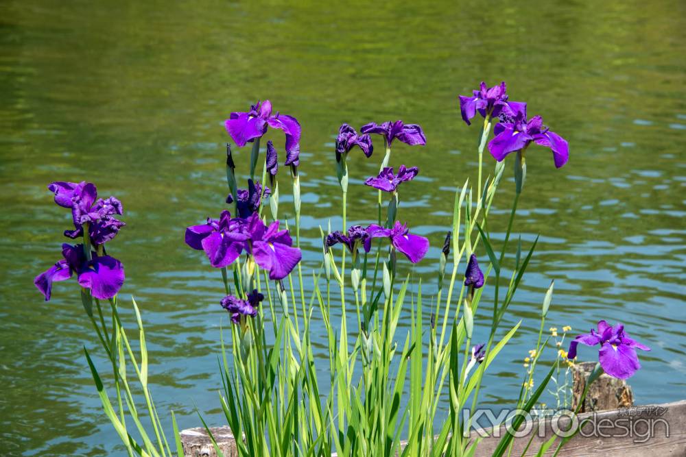 開花が進む花菖蒲