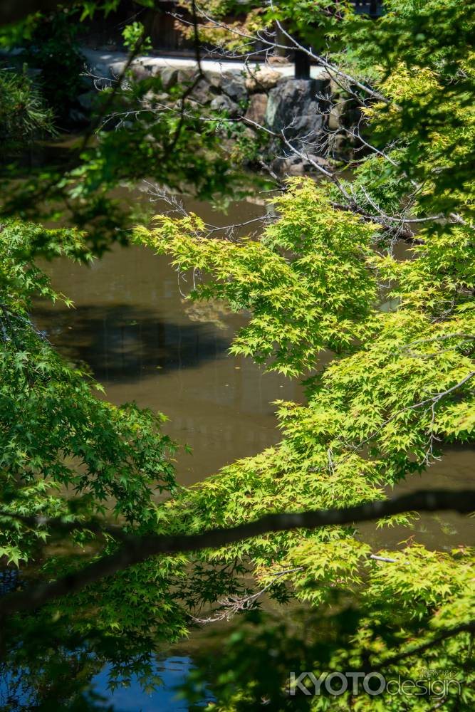 池に青もみじ
