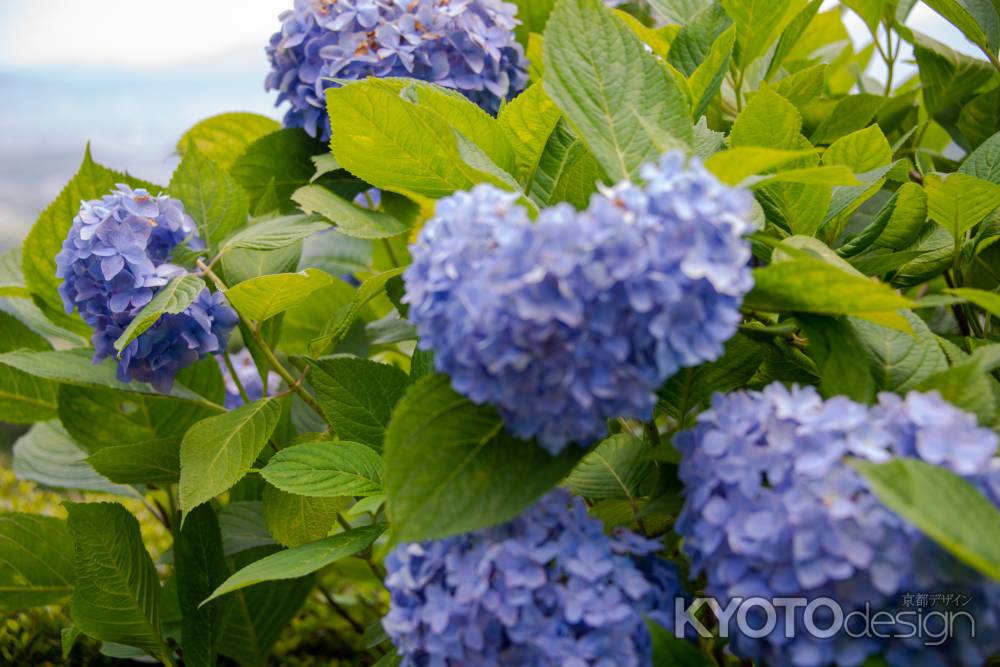 初夏のいろどり