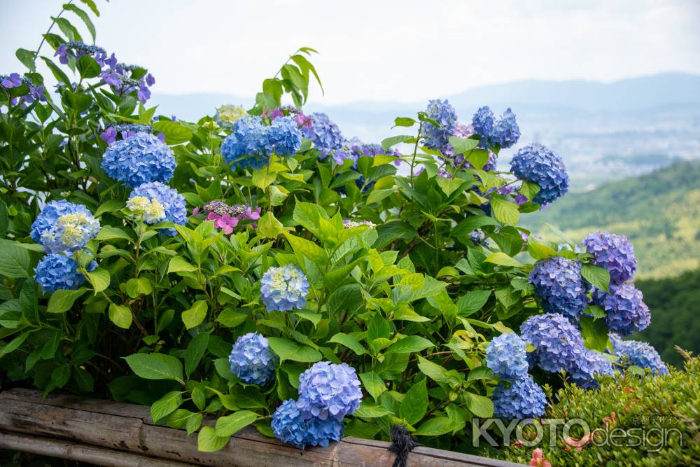 淡く　優しく　華やかに