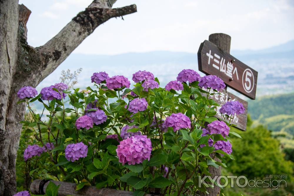 紫　淡く　緑　豊かに