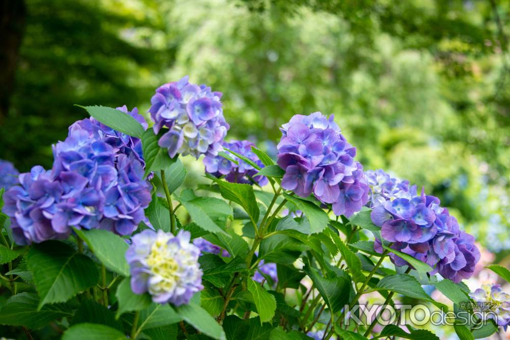 ムラサキ　雅やかに