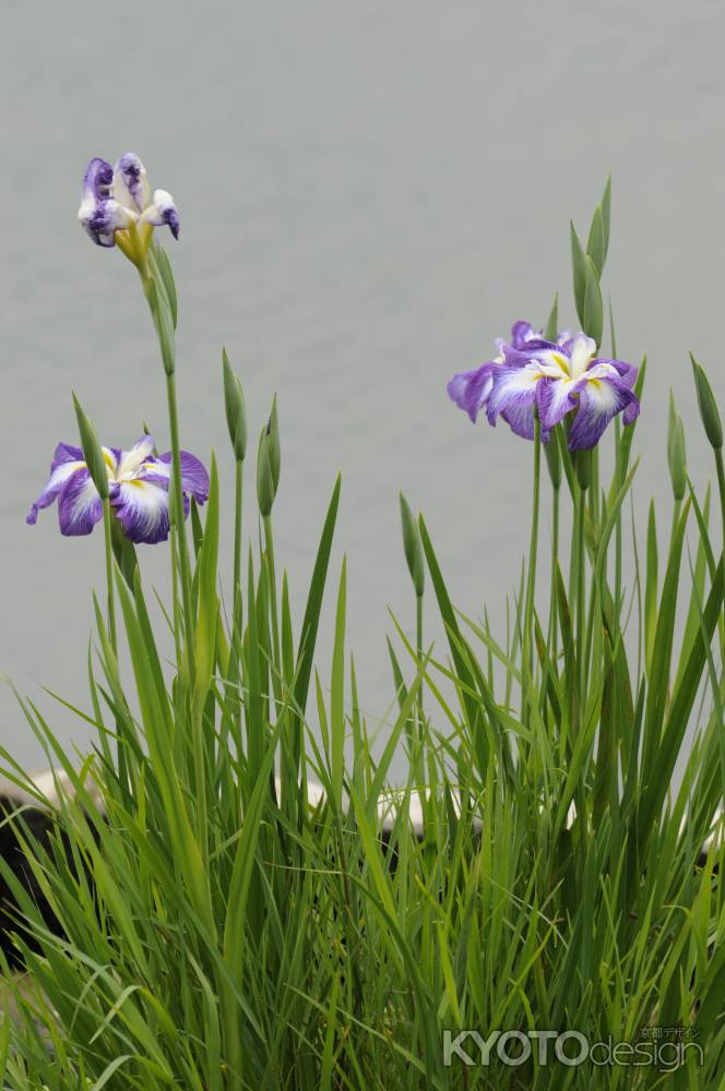 初夏にむかって