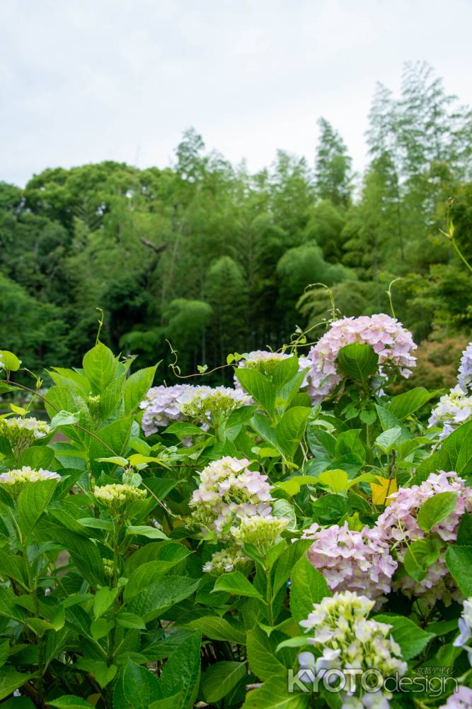 初夏の空にむかって