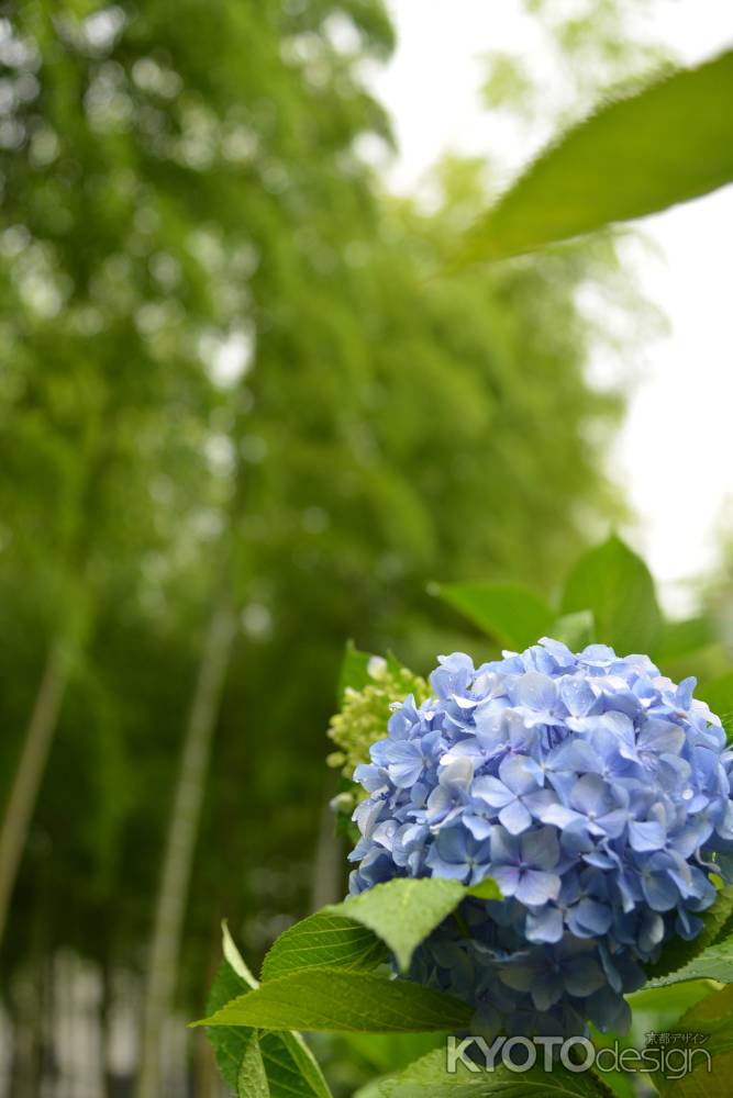 緑の香り　紫陽花の香り