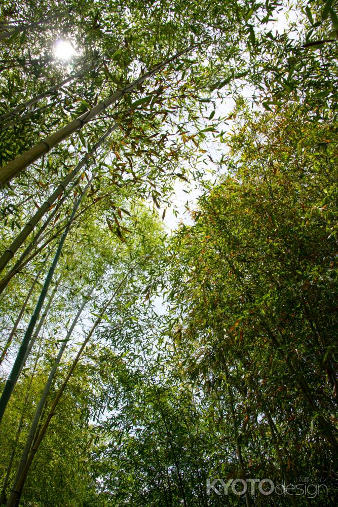 差し込む初夏の陽射し