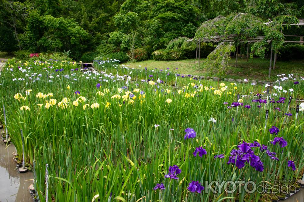 整列花菖蒲