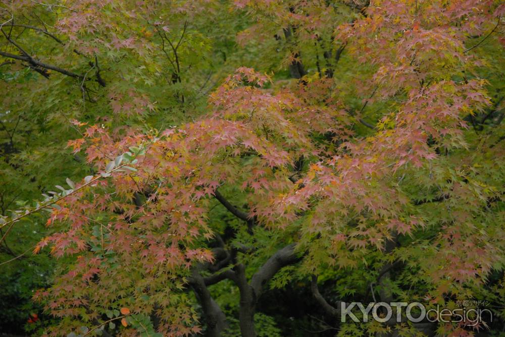 城南宮神苑のもみじ