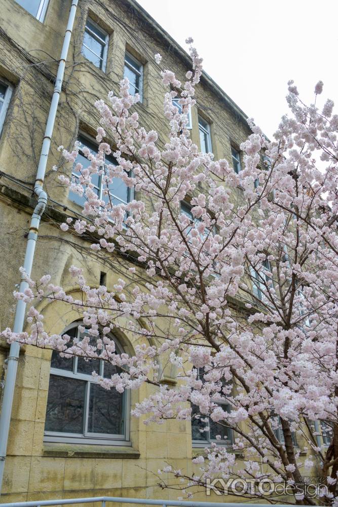 2022早咲き　春めき桜