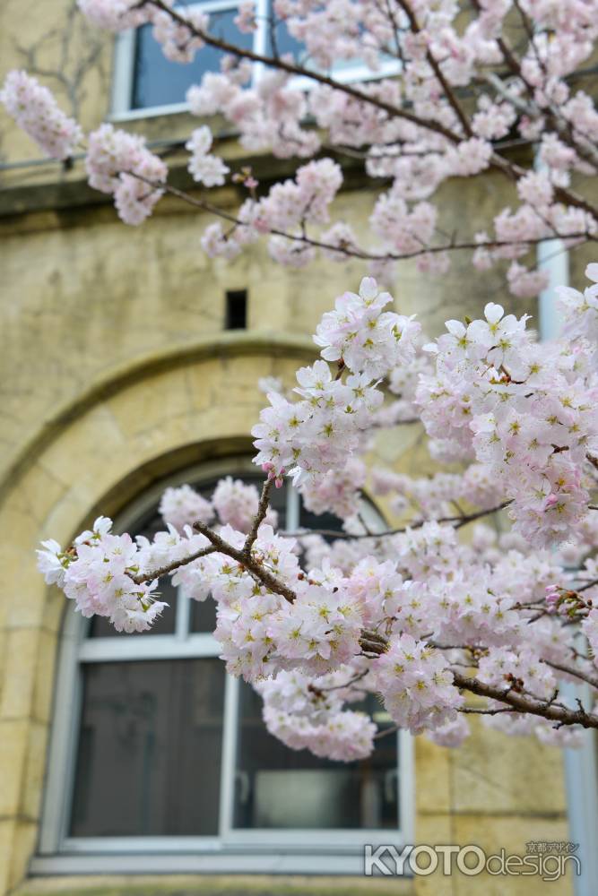一番乗りの早咲き桜