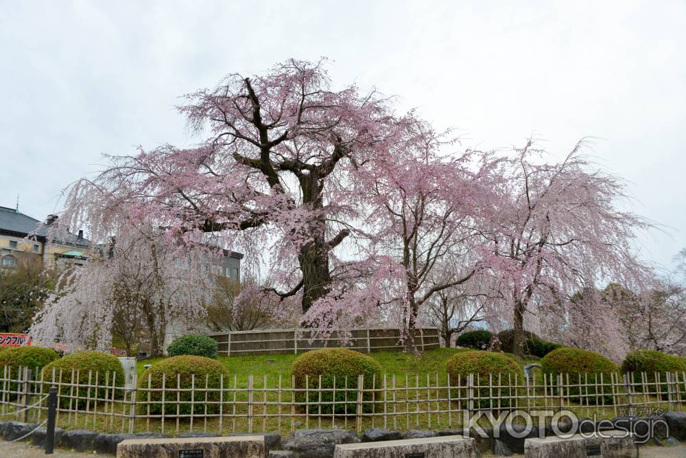 3月29日の祇園しだれ
