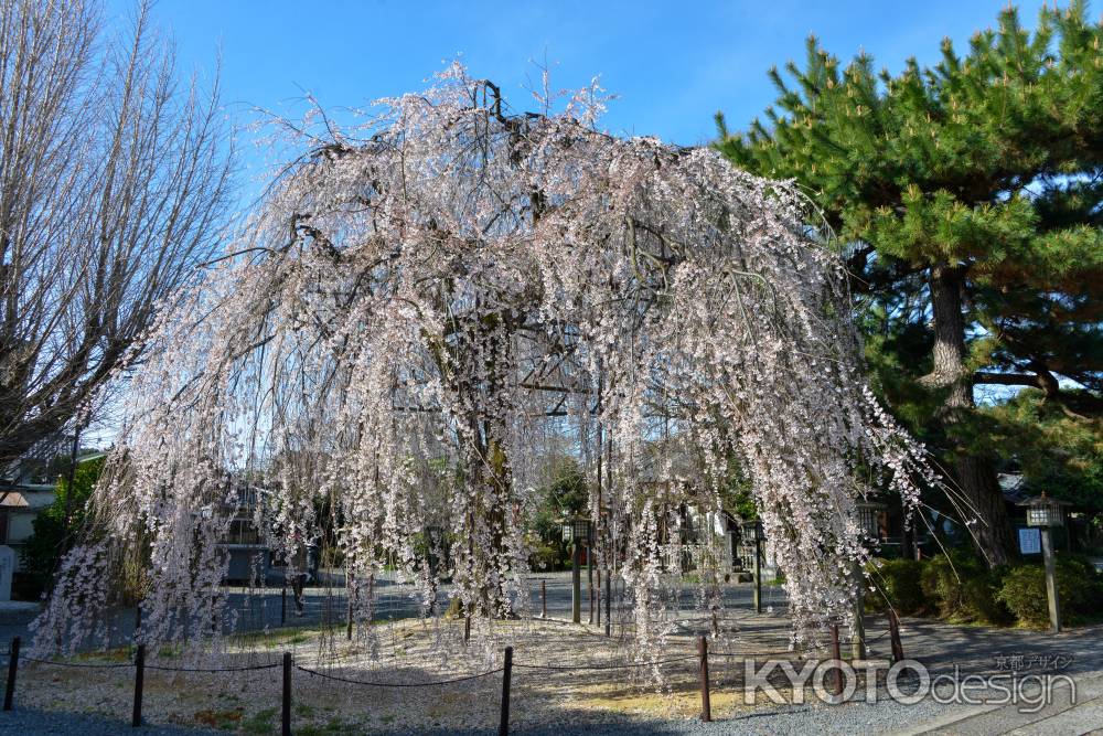 おかめのサクラ