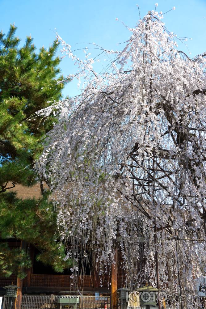 咲き誇る阿亀桜