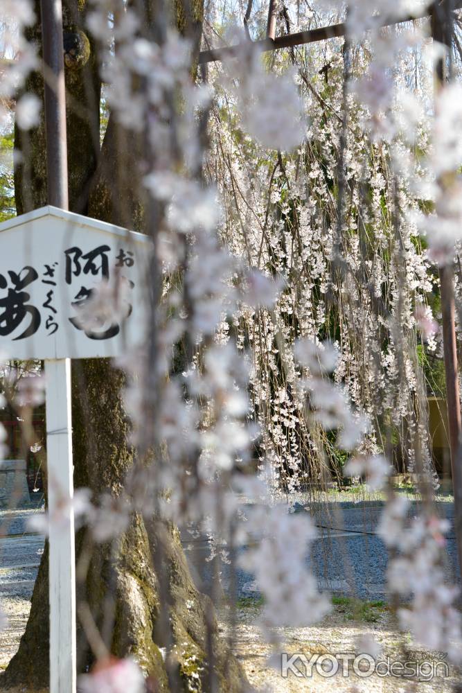 おかめカーテン