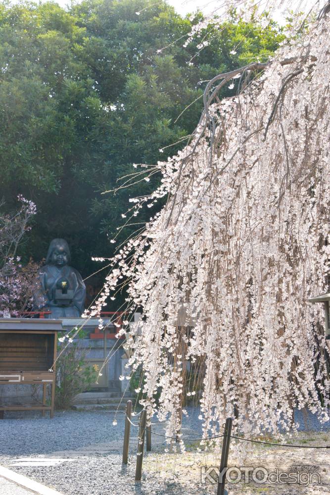 桜を見守る阿亀さん