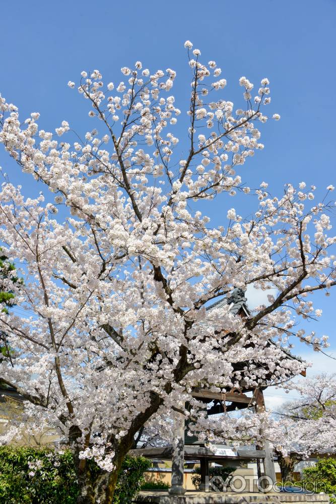鐘楼とサクラ